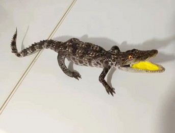 鱷魚動物標(biāo)本