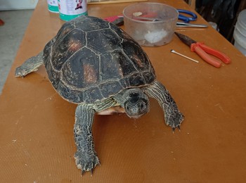 烏龜動物標(biāo)本